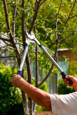 Gardening clipart