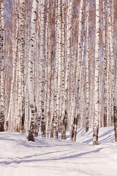 Vintern björkskog — Stockfoto