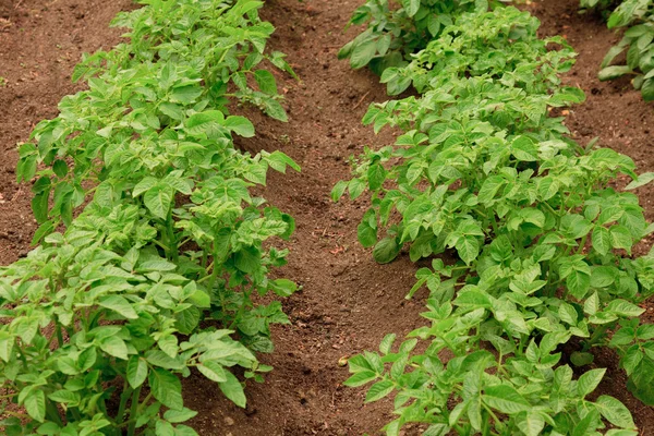 Jeunes plants de pommes de terre en santé dans un grand champ — Photo