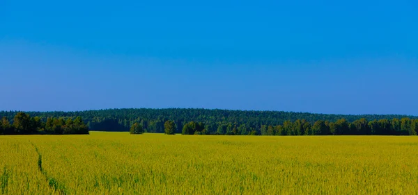 Louka s trávou a stromy pod modrou oblohou — Stock fotografie