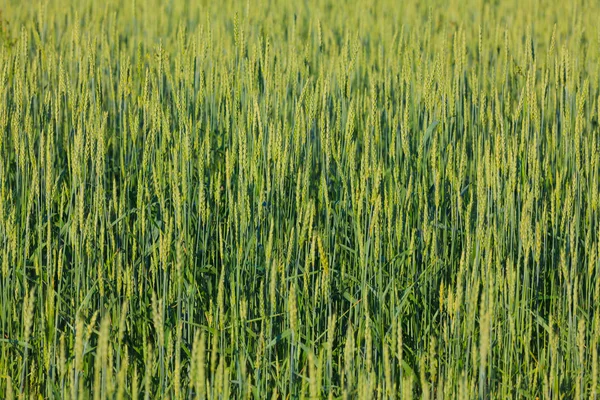 Green field detail — Stock Photo, Image