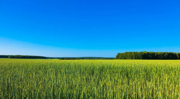 Green field. — Stock Photo, Image