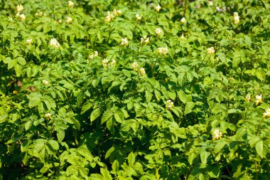 Blossom of potatoe flowers in the field clipart