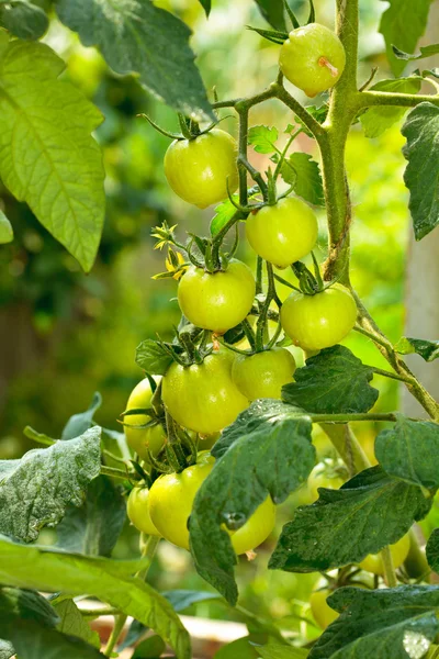 Tomates verdes — Foto de Stock