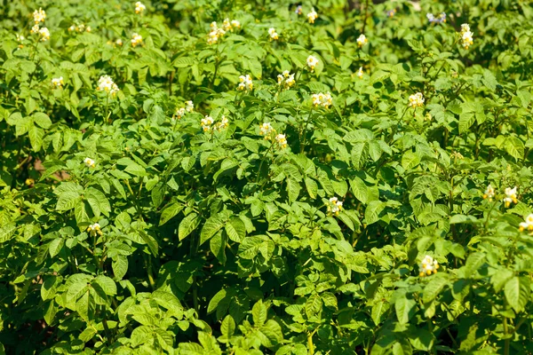 Blossom of potatoe flowers in the field — Stock Photo, Image