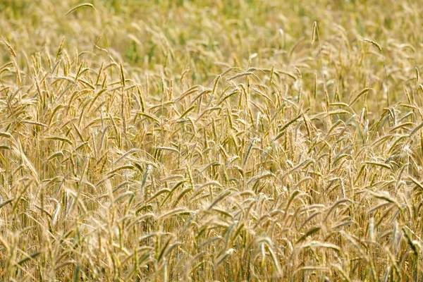 Yellow grain in the field — Stock Photo, Image