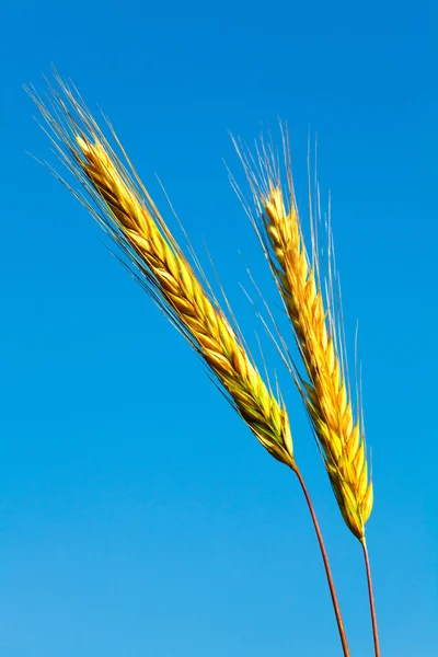 Stems of the rye over the bright blue sky — Stock Photo, Image