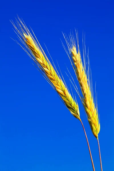 Stems of the rye — Stock Photo, Image