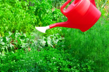 Watering vegetables in sunny summer day clipart