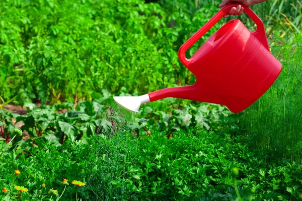 Watering vegetables in sunny summer day — Stock Photo, Image