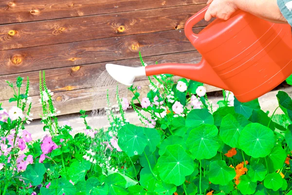 Watering flowers in sunny summer day — Stock Photo, Image