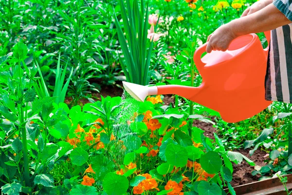 Watering flowers in sunny summer day — Stock Photo, Image