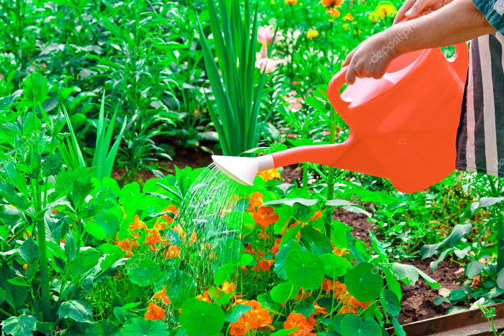 Watering flowers in sunny summer day — Stock Photo © Nobilior 3549614