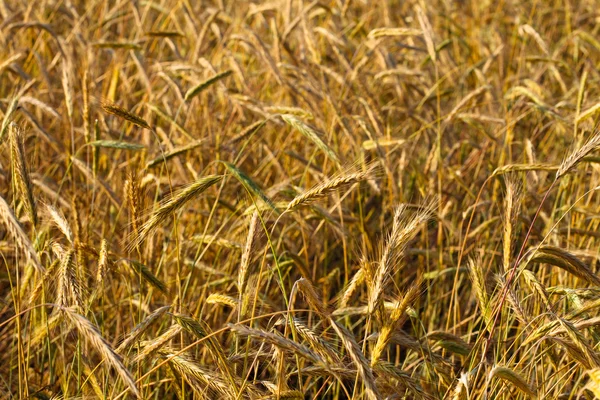 Yellow grain in the field — Stock Photo, Image