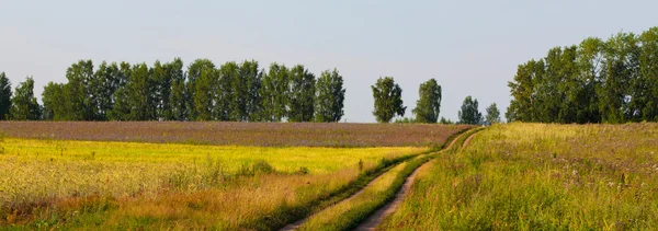 Lane w łąka i niebieski niebo — Zdjęcie stockowe