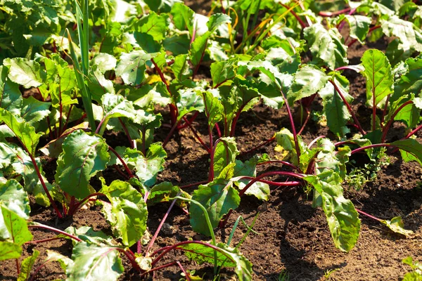 Red beetroot in the garden on the sunny day — Stock Photo, Image