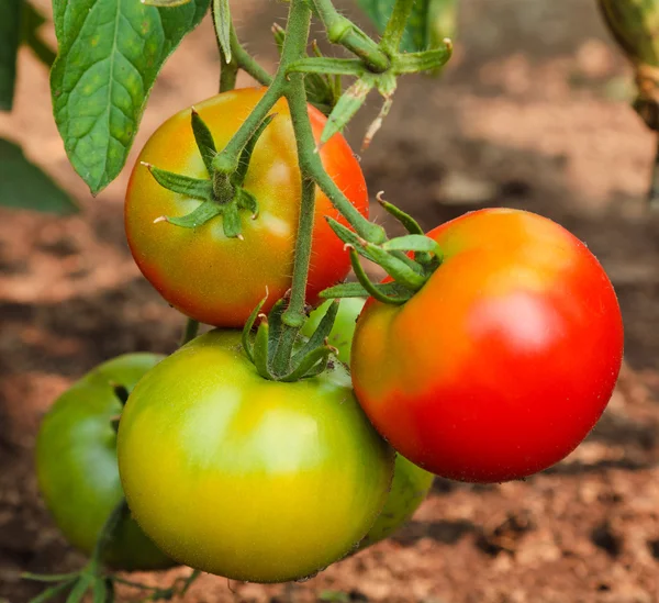 Groene en rode tomaten — Stockfoto
