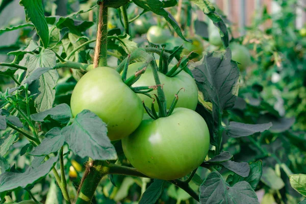 Tomates verdes pendurados em galhos no quintal — Fotografia de Stock