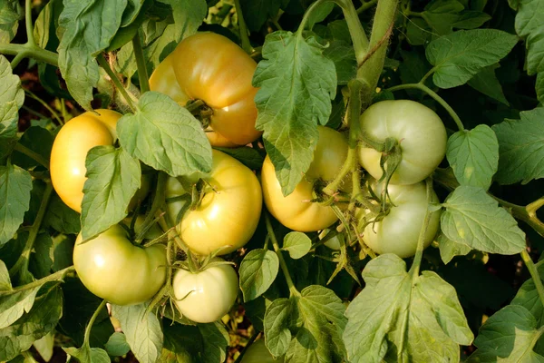 Tomates verdes pendurados em galhos no quintal — Fotografia de Stock