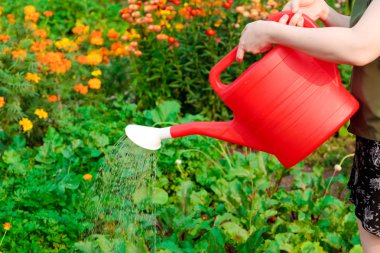 Watering vegetables clipart