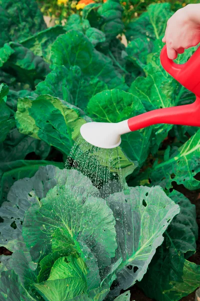 Watering cabbage — Stock Photo, Image