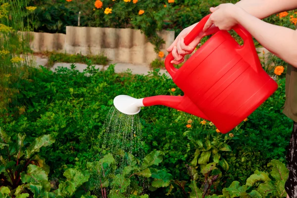 Watering vegetables — Stock Photo, Image