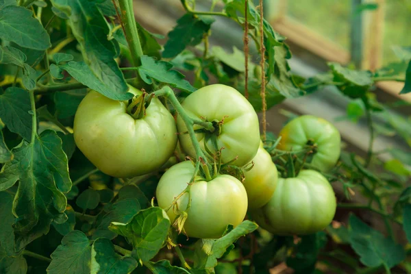 Tomates verdes — Fotografia de Stock