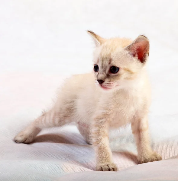 Little thai cat — Stock Photo, Image