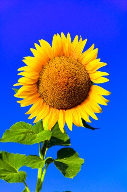 Big sunflower against blue sky clipart