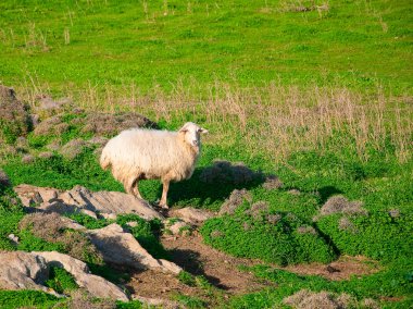 Yeşil Yayla köyünde koyun