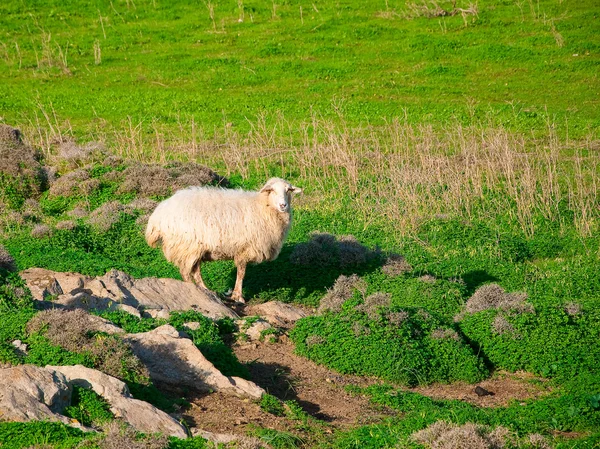 Овцы на зеленом пастбище в деревне — стоковое фото