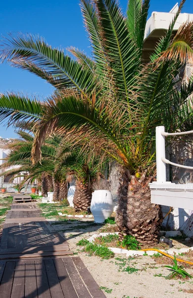 Palmami wzdłuż torów na plaży — Zdjęcie stockowe