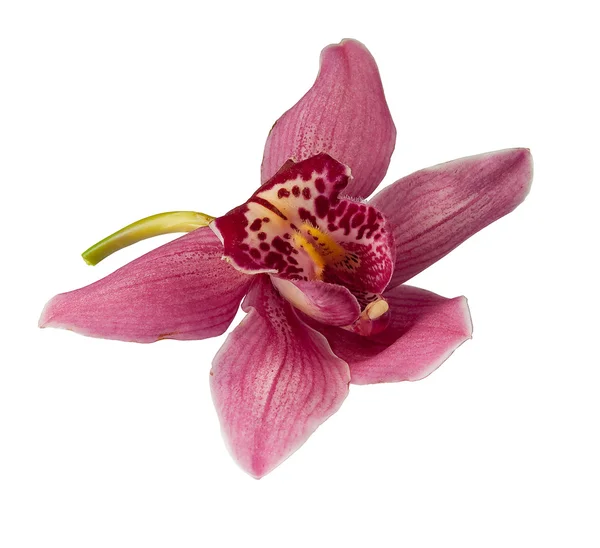 stock image Orchid flower on a white background