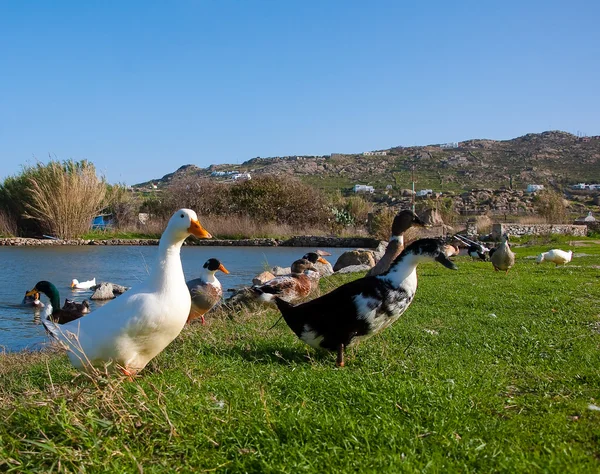 Evcil ördekler yeşil çimenlerin üzerinde — Stok fotoğraf