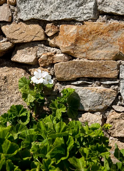 Des géraniums en fleurs sur le ston — Photo