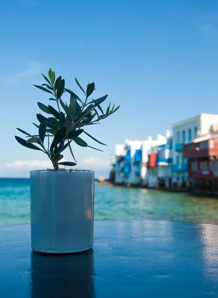 Stock image Olive sapling on the Little Venice