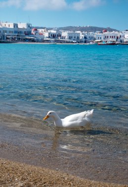 Mykonos denizde yüzen ördek