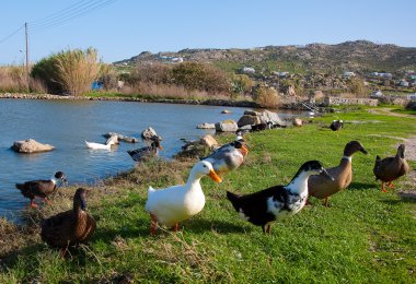 Domestic ducks near the pond clipart