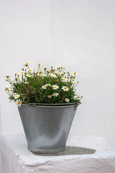 Zinc bucket of daisies on white — Stock Photo, Image