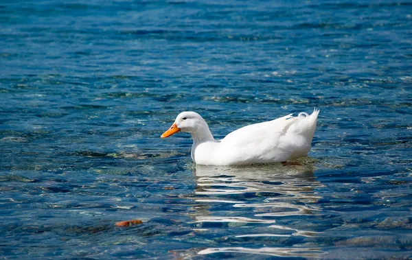 Białe kaczki pływające na błękitne morze — Zdjęcie stockowe