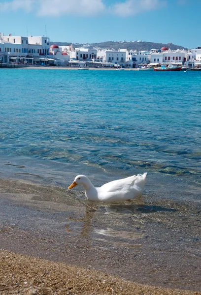 Pato flutuando no mar em Mykonos — Fotografia de Stock