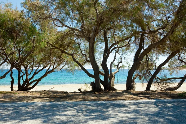 Примхливі дерева вздовж дороги біля моря — стокове фото