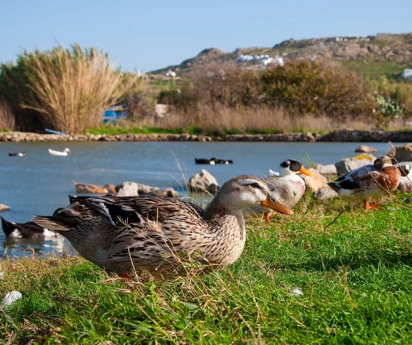 Szary nakrapiane kaczki na trawie — Zdjęcie stockowe