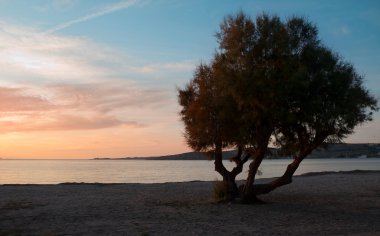 A silhouette of a tree in the sunset clipart