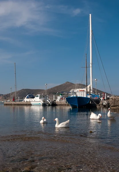 Kaczki w morzu w pobliżu łodzi na molo — Zdjęcie stockowe