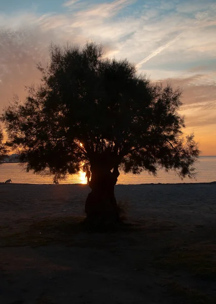 Silhouette d'un arbre au coucher du soleil — Photo