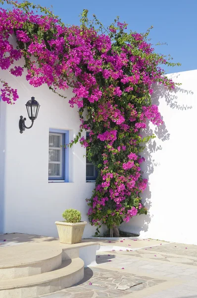 Blooming bougainvillea in the window — Stock Photo, Image