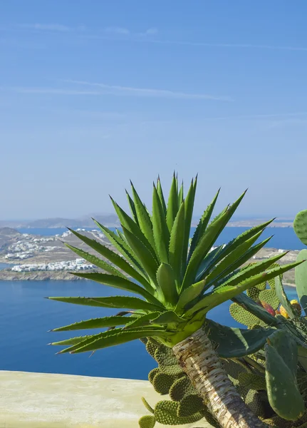 Kaktus på en bakgrund av havet — Stockfoto