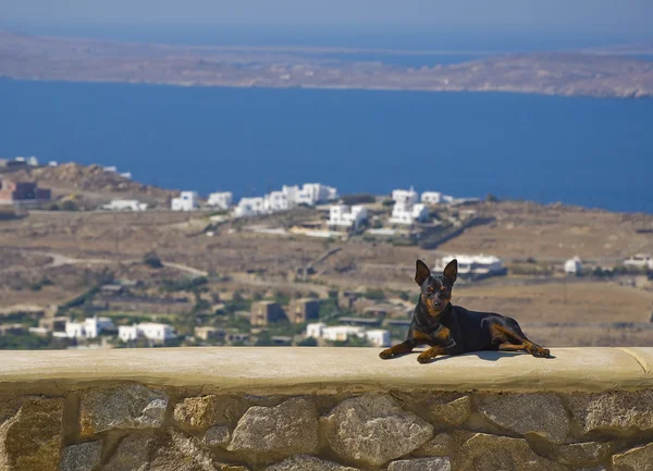 Собака лежит на фоне моря — стоковое фото