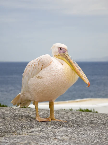 White Pelican in the sea — Stock Photo, Image